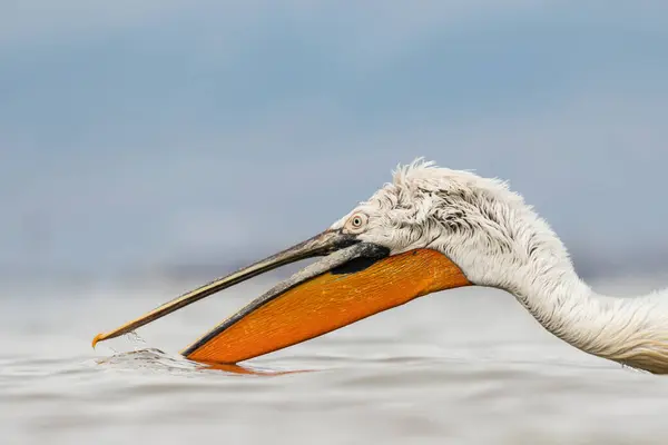 Doğal ortamda Dalmaçyalı pelikan, vahşi yaşam, yakın plan, Kerkini, Pelecanus crispus