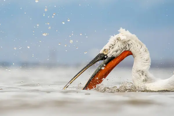 Doğal ortamda Dalmaçyalı pelikan, vahşi yaşam, yakın plan, Kerkini, Pelecanus crispus