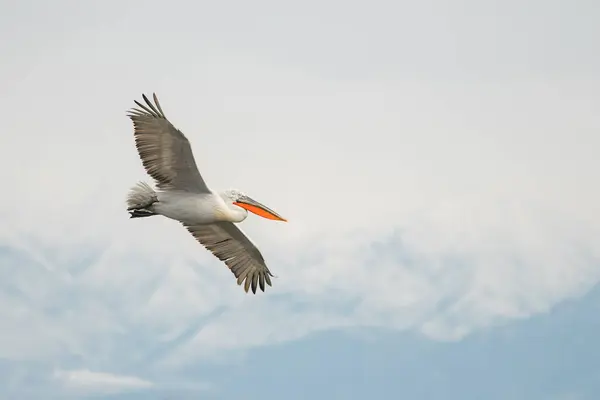 Doğal ortamda Dalmaçyalı pelikan, vahşi yaşam, yakın plan, Kerkini, Pelecanus crispus
