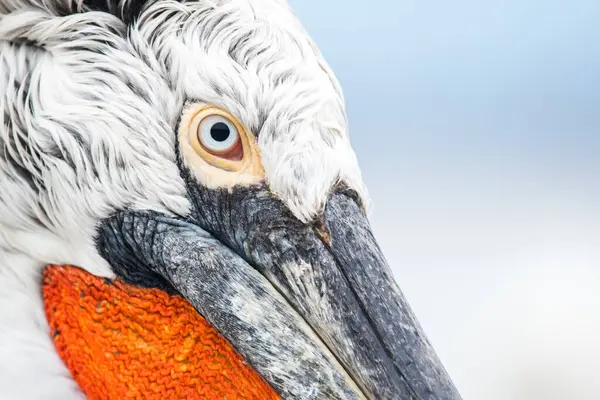 Doğal ortamda Dalmaçyalı pelikan, vahşi yaşam, yakın plan, Kerkini, Pelecanus crispus