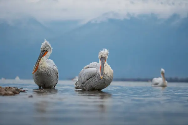 Doğal ortamda Dalmaçyalı pelikan, vahşi yaşam, yakın plan, Kerkini, Pelecanus crispus