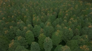 Askeri roketler sık orman üzerinde alçaktan uçuyor.