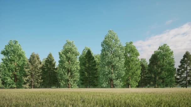 草地上的深绿色青草衬托着树木的生态风格4K — 图库视频影像