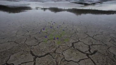 Yağmur yağdığında çölde çiçekler yetişir.