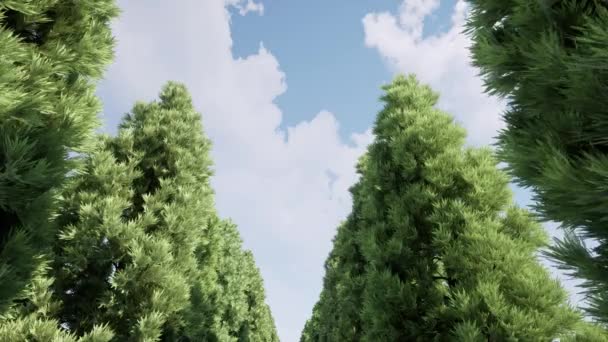 Gökyüzü Bulutlu Ağaçların Üzerinde Uçuyor Dinlenme Yeri Büyük Ağaçlar — Stok video