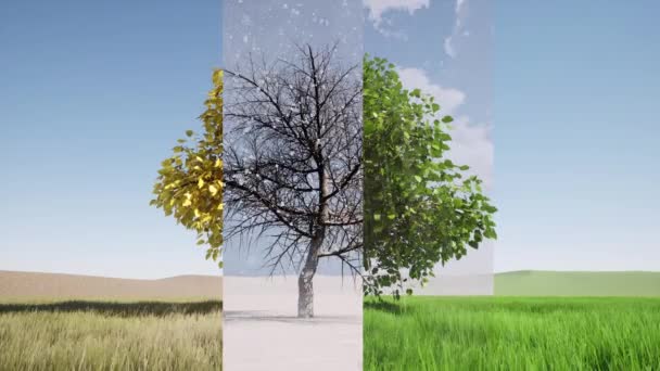 1本の木の自然景観が季節を変える — ストック動画