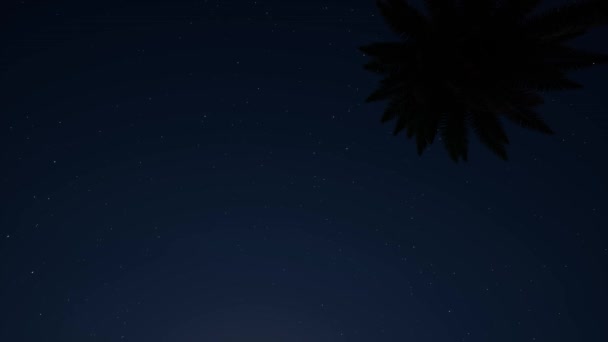 Gece Uçağı Yıldızlı Gökyüzü Palmiyesi — Stok video