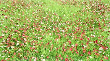 Bahar zamanı çiçekler çimenlik doğa manzarası bg. 4k