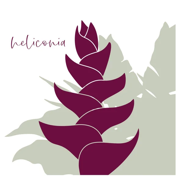 Burgonya sarmalının vektör çizimi (ıstakoz pençesi veya papağan çiçeği) yaprak arkaplanlı