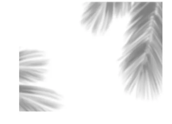 Fotoğraf efektleri için palmiye yapraklarının gölgesi% 50 siyah ve Gauss bulanıklığı 3300 x 2550 px