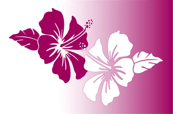 Fuschia ve beyaz amber çiçeği beyazı ile fuschia gradyan arkaplanı.