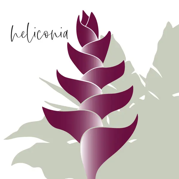 Burgundy heliconia çiçeği veya brakt. ıstakoz pençesi veya papağan çiçeği) ve arka planda siluet yaprakları