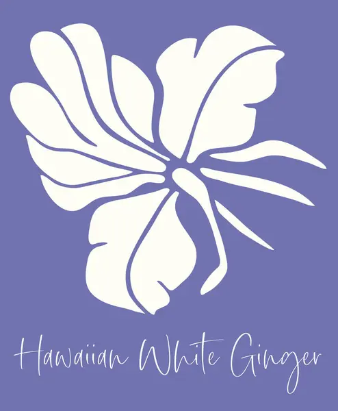 Temiz ve basit bir vektör çizgisi, mor arka planda, yumuşak, beyaz, Hawai 'li, beyaz, zencefil çiçeği.