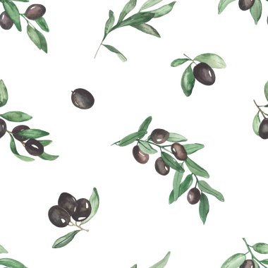 Zeytin dalları, zeytin meyveleri, dokular için yapraklar Sulu renksiz desenler