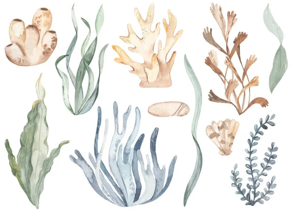 Подводные Растения Кораллы Водоросли Листья Открыток Приглашения — стоковое фото