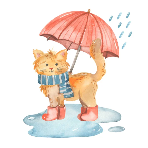 Βροχερός Καιρός Στην Αγία Πετρούπολη Γεια Σου Peter Ερμιτάζ Γάτες — Φωτογραφία Αρχείου