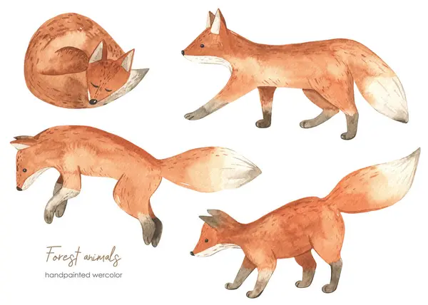 森林动物用于婴儿卡片和婴儿淋浴的红狐狸水彩画 图库图片