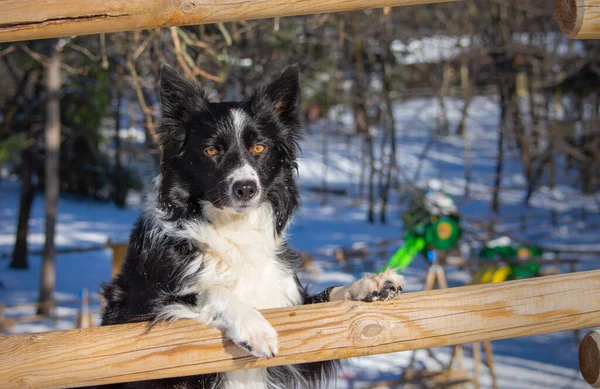 Portrait of cute border collie standing on the on snowy fence