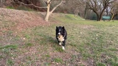 Güzel bir çoban köpeği yavrusu dağlarda antrenman yaparken topu mutlulukla geri getiriyor.
