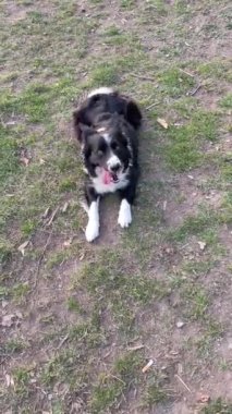 A beautiful border collie puppy dog, simulate dying when a hand mimics a gun.