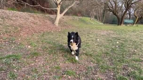 Beautiful Border Collie Puppy Happily Returns Ball Training Session Mountains — Stock Video
