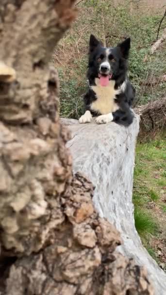 Ένα Πολύ Κομψό Σκυλάκι Που Ποζάρει Ένα Πεσμένο Κορμό Δέντρου — Αρχείο Βίντεο