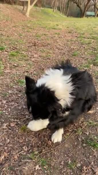 Весела Прикордонна Собака Цуценяткою Відчуває Сором Після Робить Безлад — стокове відео