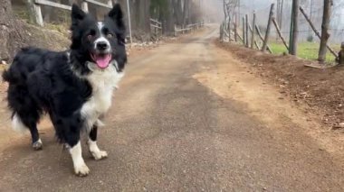 An expressive border collie puppy dog moves in front of the lens calling for play and moving in amusement.