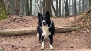A beautiful border collie puppy looks motionless at the horizon from a wooden ladder located in the woods