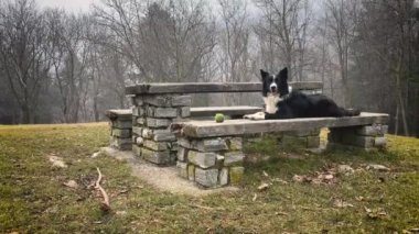 Güzel bir çoban köpeği, topuyla ormanda izole bir bankta huzur içinde poz verir..