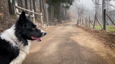 An expressive border collie puppy looks in profile at the horizon stopped on a road that cuts the forest in half.