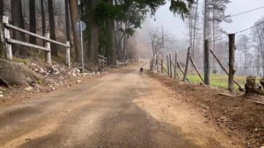 Canlı bir çoban köpeği kamerayla karşılaşıyor. Ormandan geçen bir yol boyunca ilerliyor.