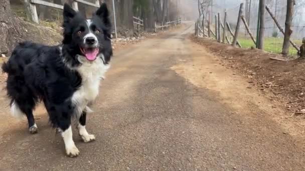 Expressive Border Collie Puppy Dog Moves Front Lens Calling Play — Vídeo de Stock