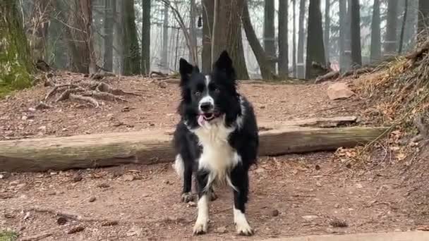Beautiful Border Collie Puppy Looks Motionless Horizon Wooden Ladder Located — Stok video