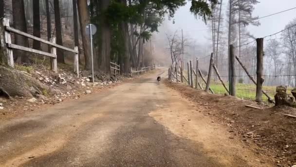 森の中を通る道をカメラが動き回るのを見る 生き生きとしたボーダーコリー子犬 — ストック動画