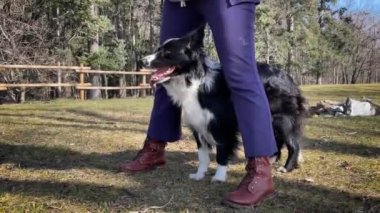 A beautiful border collie puppy is posing between the owner's legs and, waiting for orders, looks curiously into the camera.