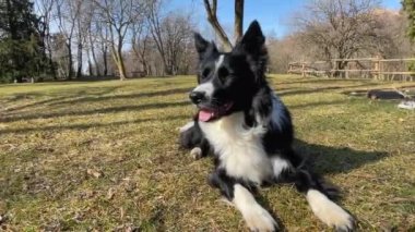 A relaxed puppy border collie dog, lies down in the grass looking curiously around.