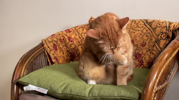 Beautiful Red Cat Washes Carefully Sitting Quietly Armchair Home — Stock Video