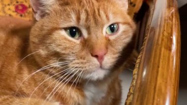 An extreme close-up on the muzzle of a beautiful and tender pink European cat looking curiously into the camera.