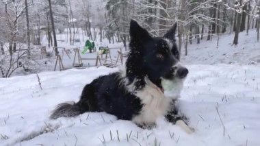 An expressive border collie puppy dog looks at the camera moving his head, holding his ball in his mouth, as snow falls in the woods.