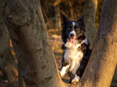 Altın saat boyunca ormanda iki ağaç gövdesi arasında duran siyah beyaz kürklü Sınır Collie köpeği. Köpek mutlu ve tetikte görünüyor, dili dışarıda ve anlamlı gözleri var..
