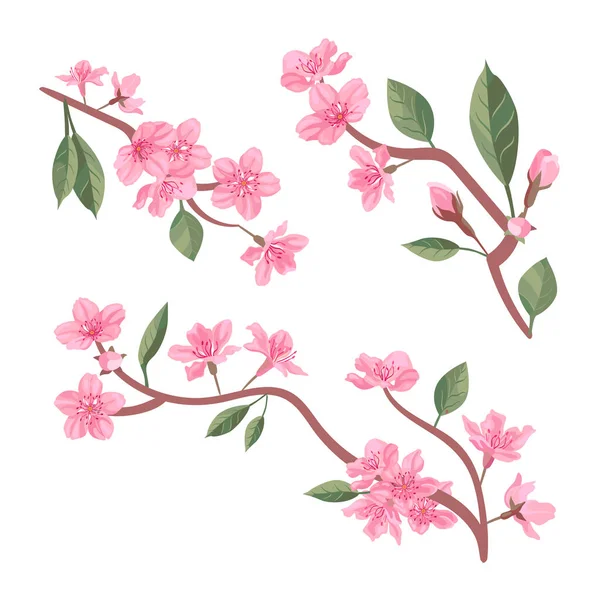  Kiraz çiçeği ve çiçek açan suluboya Sakura çiçeği. Gerçekçi Sakura çiçek dalı. Japon kiraz çiçeği vektörü. Kiraz çiçeği dal vektörü.