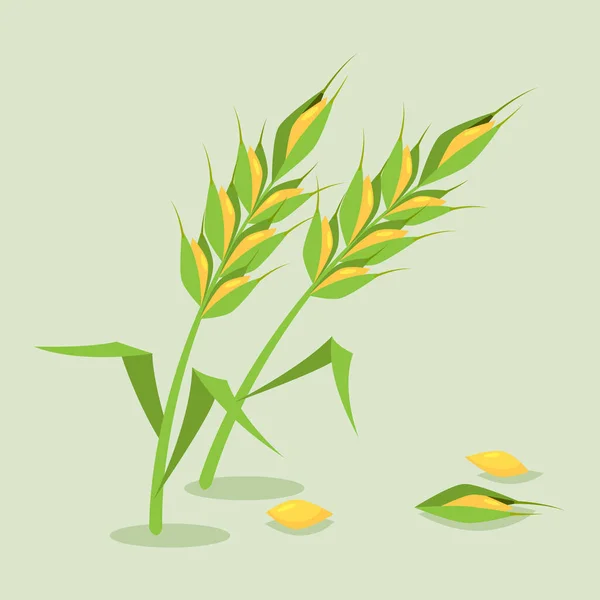 Weizen Dorn Gelb Isoliert Auf Weißem Hintergrund Ohr Organisch Mit — Stockvektor