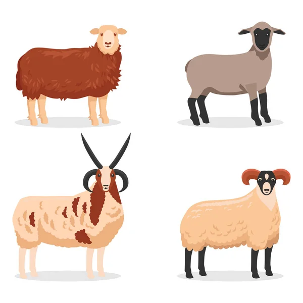 Various Sheep Rams Vector Illustration — Stock Vector