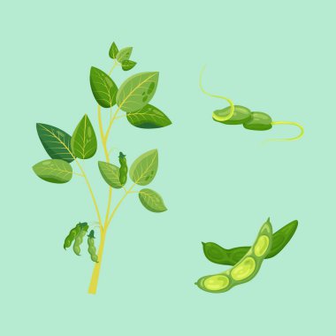 Soya fasulyesi. Yeşil arkaplanda soyalı soya fasulyesi