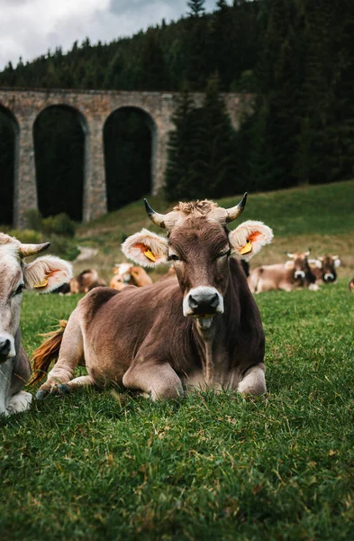 美しいとかわいい茶色のウインクの牛の垂直肖像画は 草の上に横たわるとカメラにポーズ 背景に森のある緑の牧草地の若い牛 — ストック写真