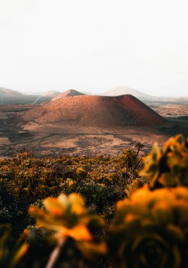 Vertical image of Montana Colorada in Lanzarote - Canary Islands on sunset. Red Volcano with yellow flowers on foreground - dark and moody photo. 