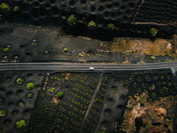 White car on the road in wine yards on Lanzarote (La geria region) from above by drone. Straight road among the lavas and  wine fields on the sides in Canary Islands - dark and black country.