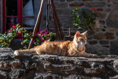 Fransa 'nın Brittany kentindeki Fransız Kulübesinin önündeki Taş Duvarda Gevşek Kırmızı Kedi Yatar