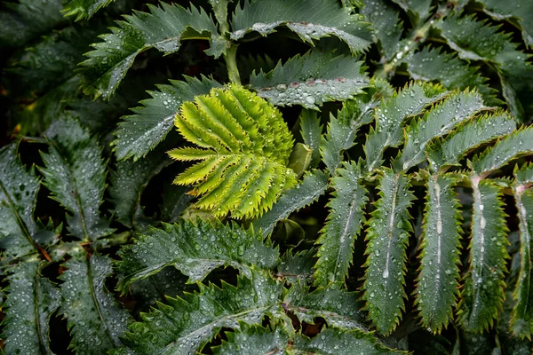 フランス ブルターニュのエキゾチックなロスコフの庭の緑の植物 — ストック写真